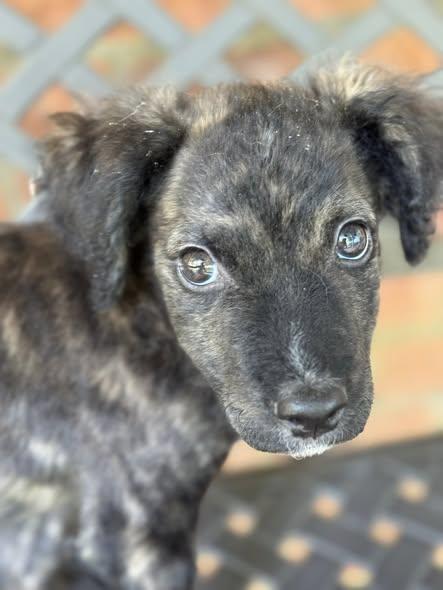 Seamus (Arabella's pups), Adoptable, Puppy Male Sheepadoodle & German Shepherd Dog.