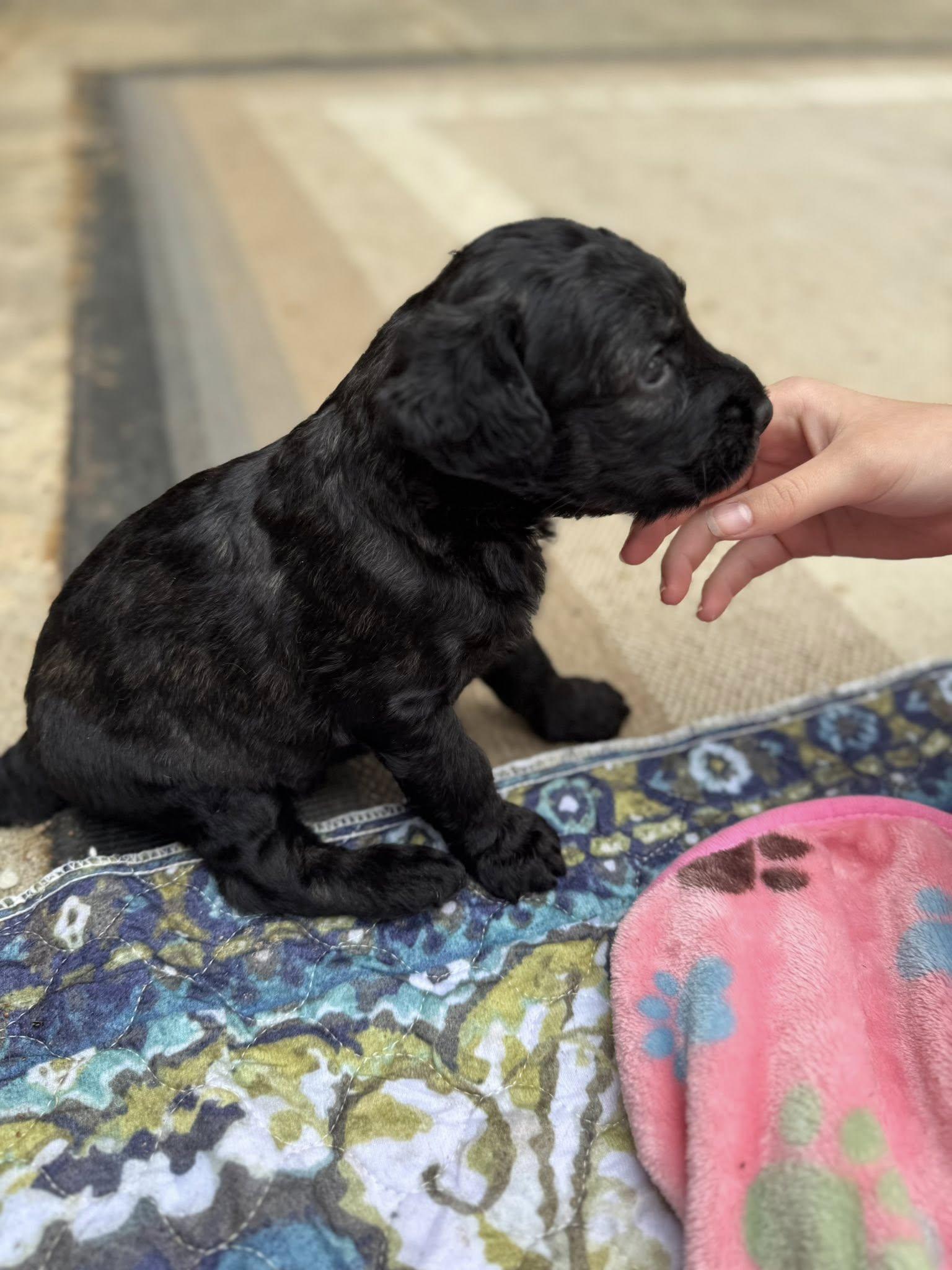 Enlarge Seamus (Arabella's pups), a Adoptable mixed breed in Matthews, NC image 3/3