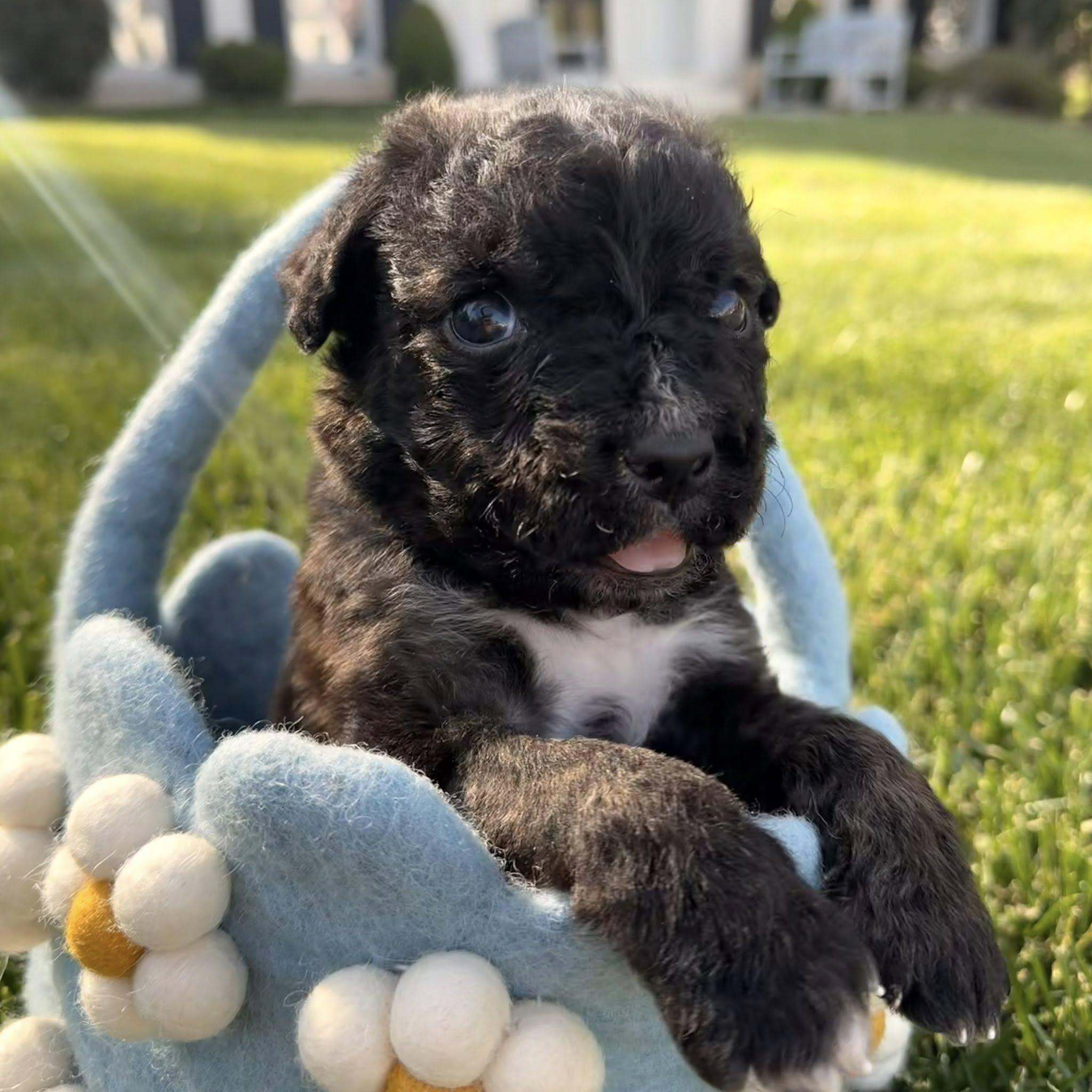Enlarge Seamus (Arabella's pups), a Adoptable mixed breed in Matthews, NC image 1/3