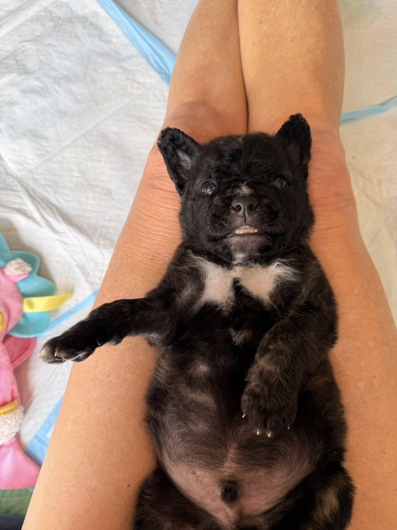 Enlarge Seamus (Arabella's pups), a Adoptable mixed breed in Matthews, NC image 2/3