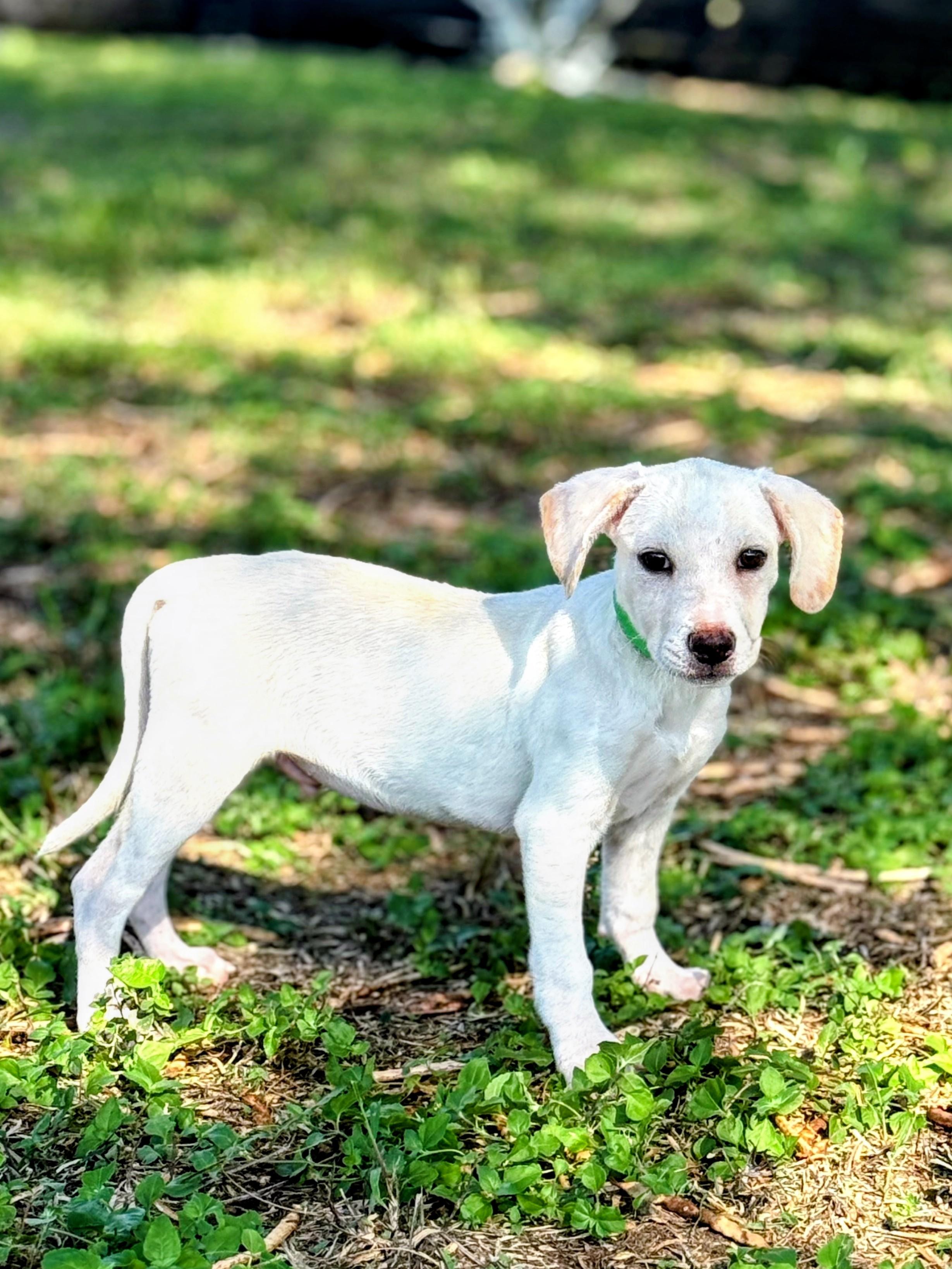 Enlarge Brody, a Adoptable mixed breed in Willington, CT image 2/6