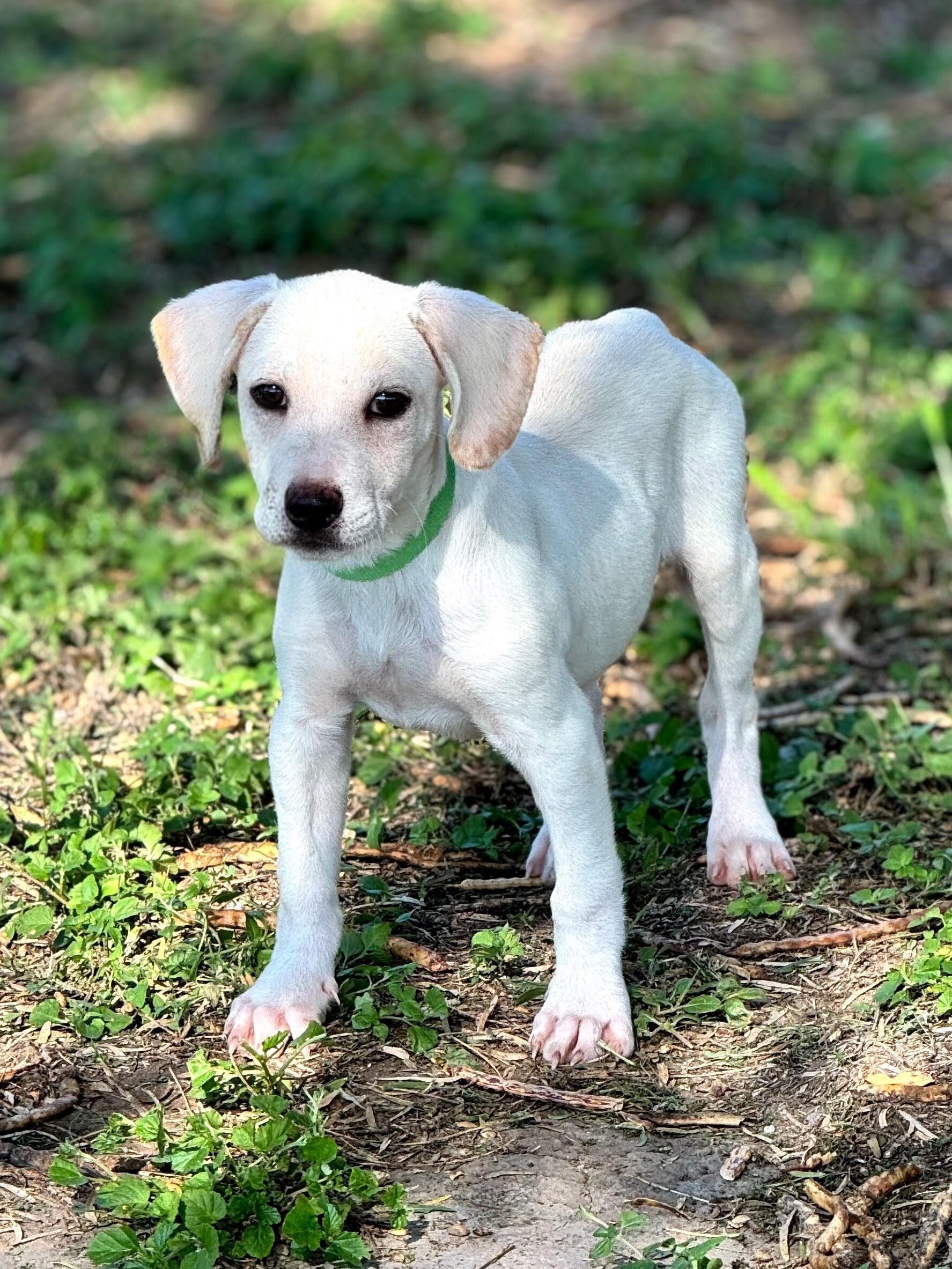 Enlarge Brody, a Adoptable mixed breed in Willington, CT image 1/6