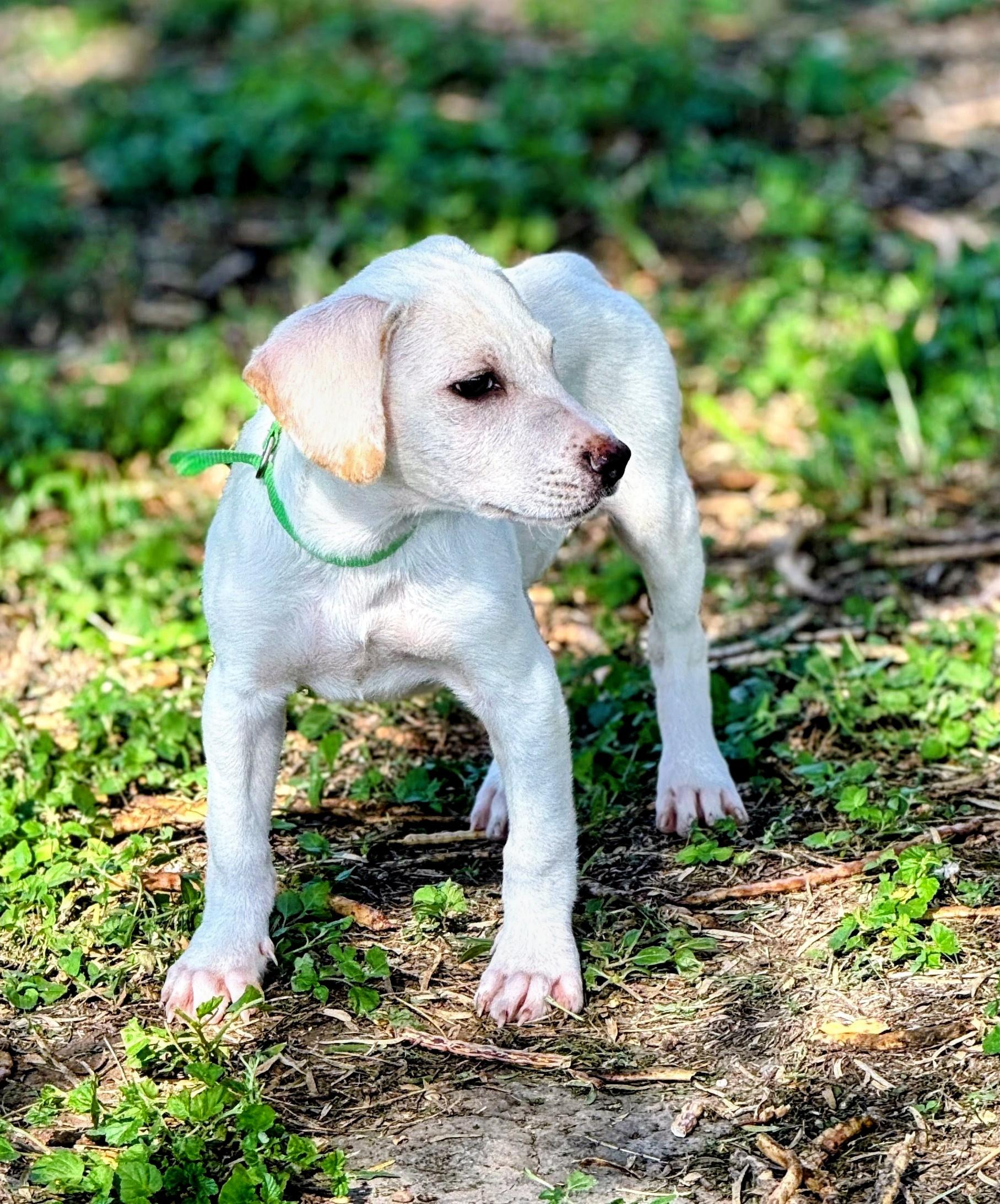 Enlarge Brody, a Adoptable mixed breed in Willington, CT image 4/6