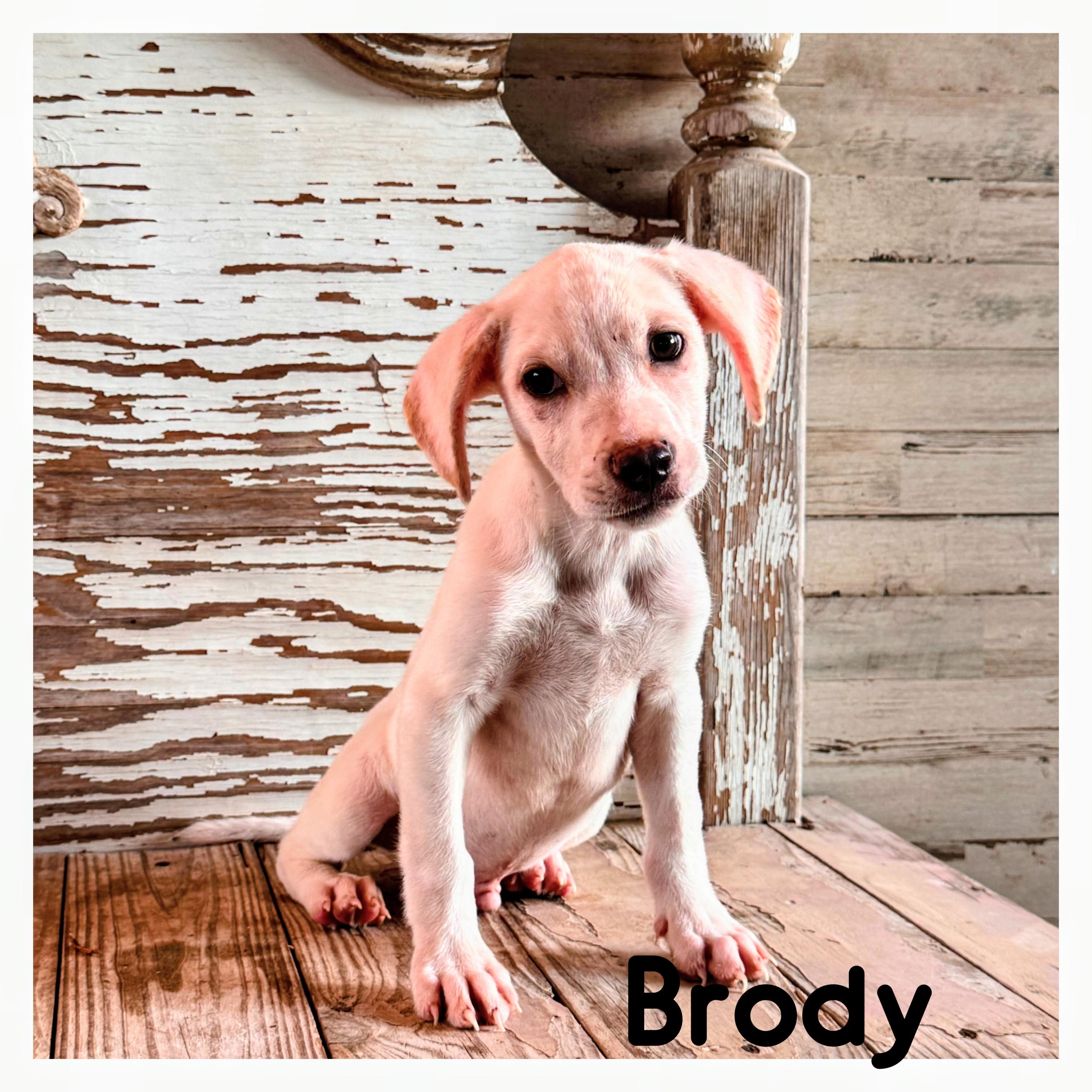 Enlarge Brody, a Adoptable mixed breed in Willington, CT image 3/6
