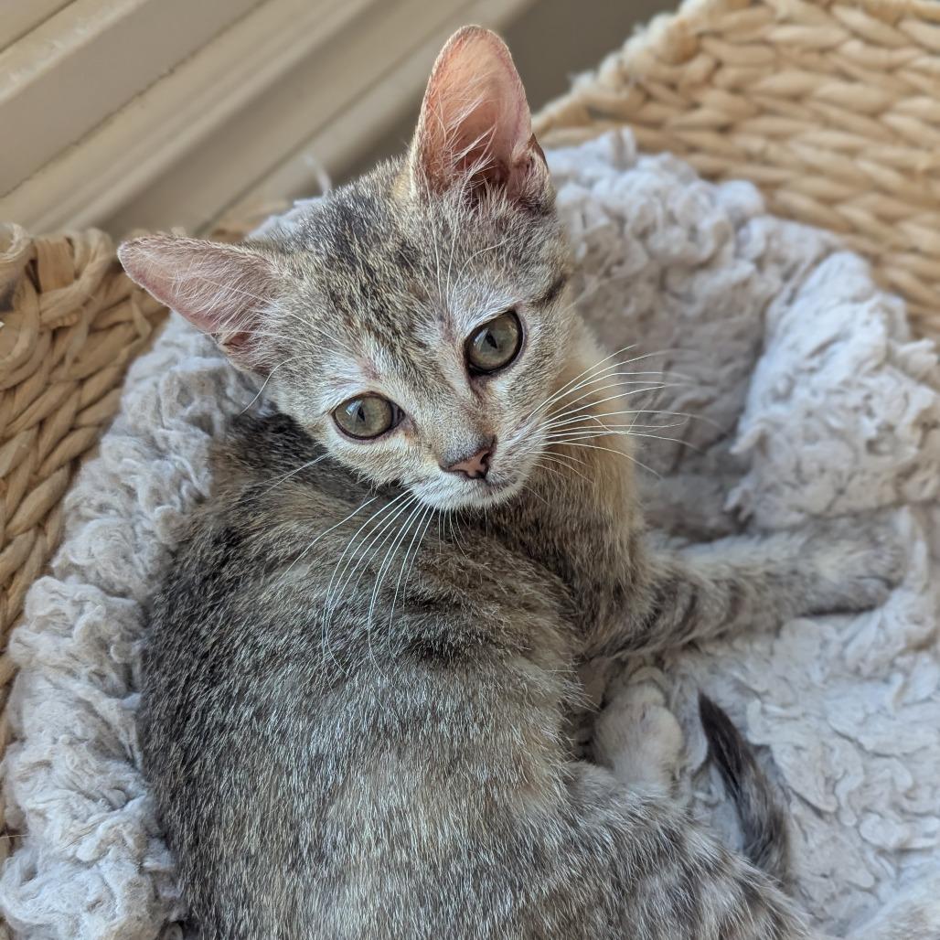 Soba, Adoptable, Kitten Female Domestic Short Hair.