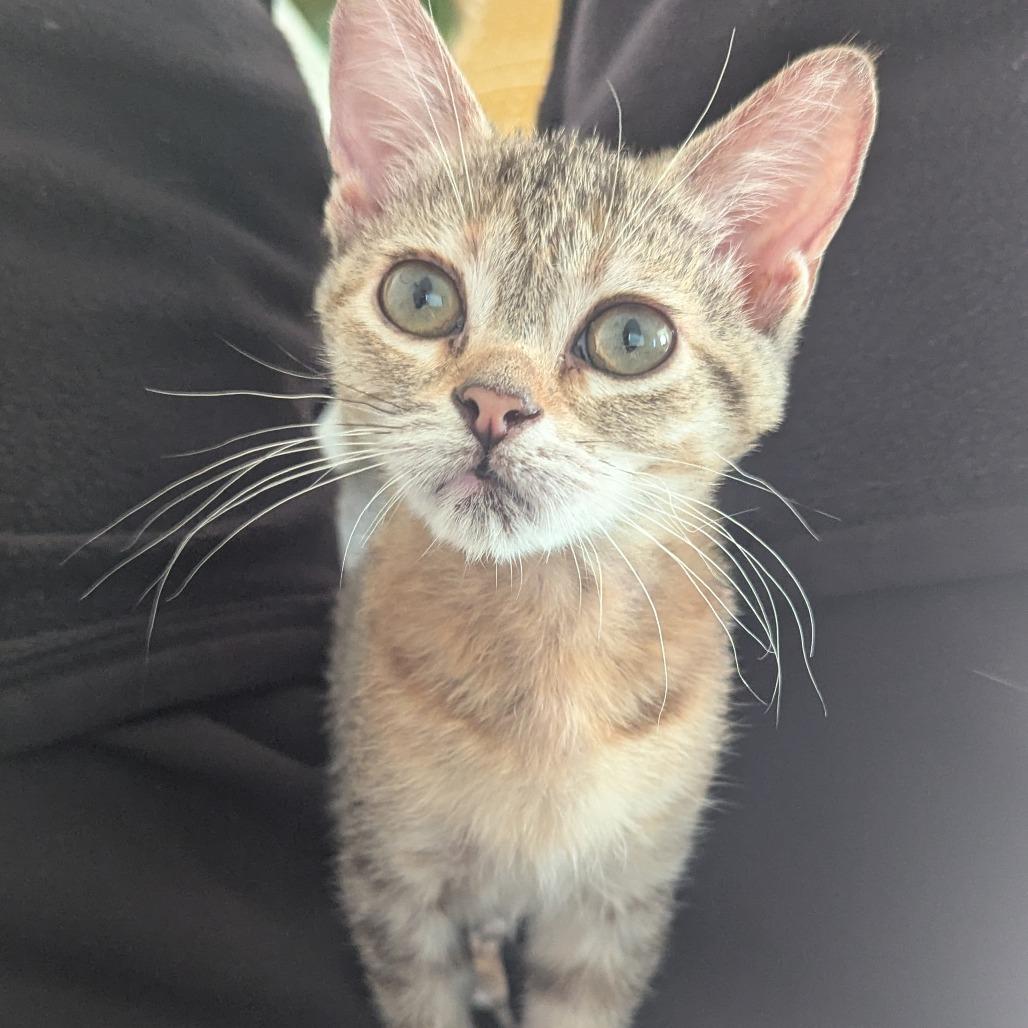 Soba, a Adoptable Domestic Short Hair in Mission Hills, CA image 2/6