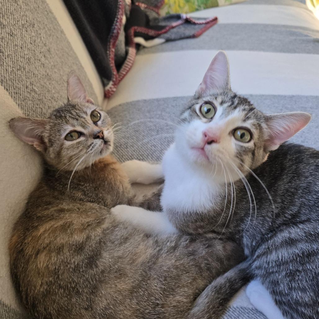 Soba, a Adoptable Domestic Short Hair in Mission Hills, CA image 3/6