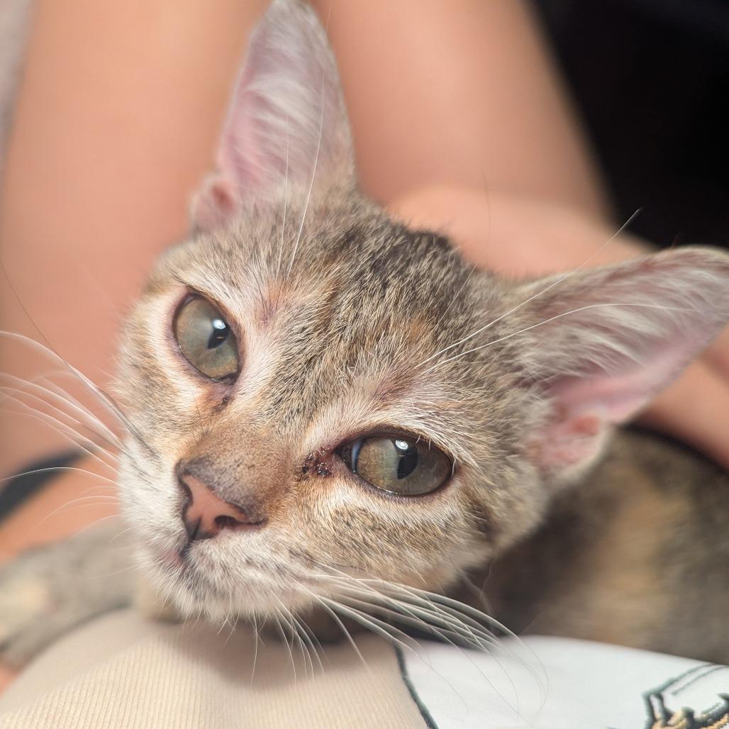 Soba, a Adoptable Domestic Short Hair in Mission Hills, CA image 4/6