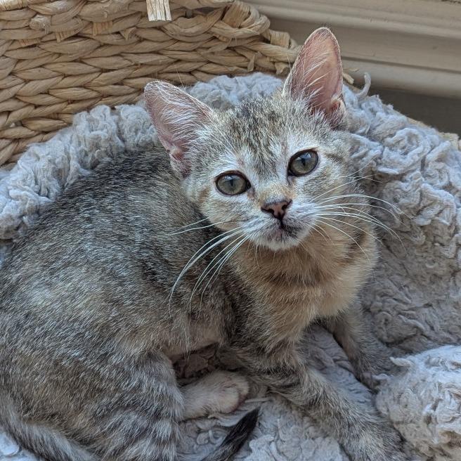 Soba, a Adoptable Domestic Short Hair in Mission Hills, CA image 5/6