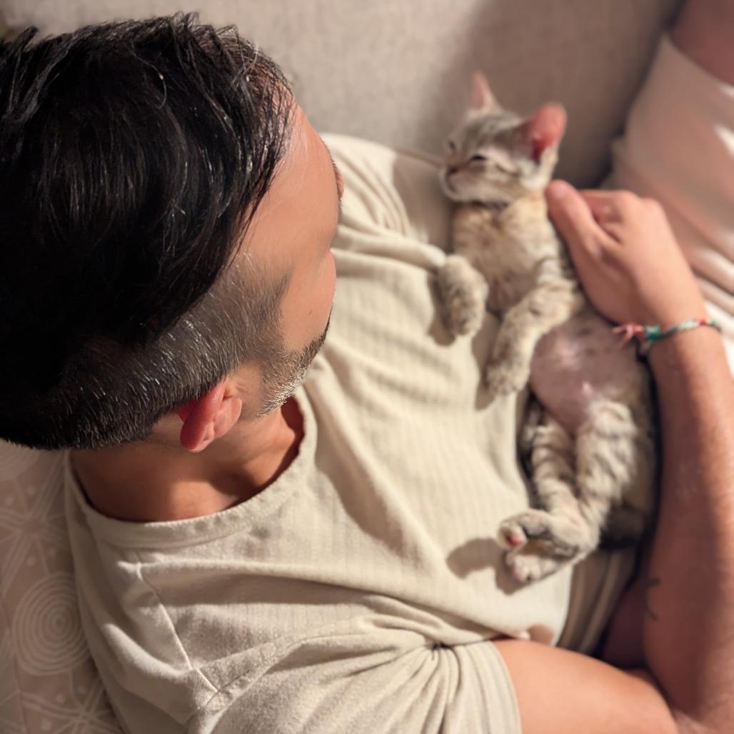 Soba, a Adoptable Domestic Short Hair in Mission Hills, CA image 6/6