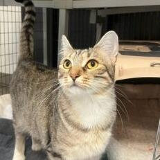 Francesca, Adoptable, Adult Female Domestic Short Hair.