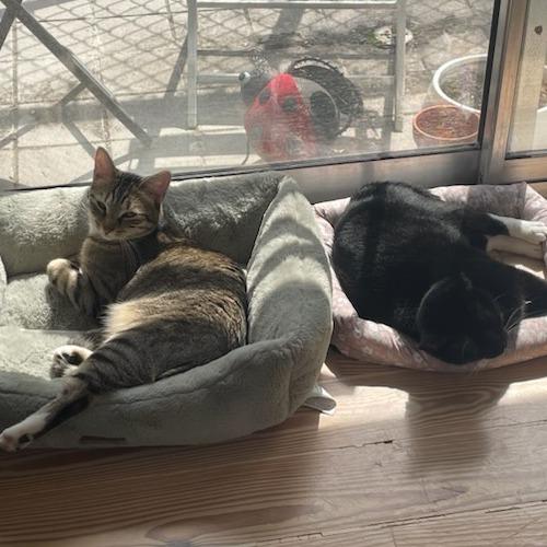 Enlarge Francesca, a Adoptable Domestic Short Hair in Houston, TX image 2/5