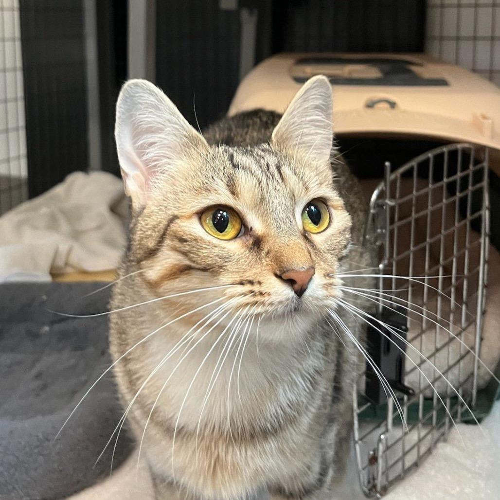 Enlarge Francesca, a Adoptable Domestic Short Hair in Houston, TX image 3/5