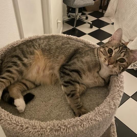 Enlarge Francesca, a Adoptable Domestic Short Hair in Houston, TX image 4/5