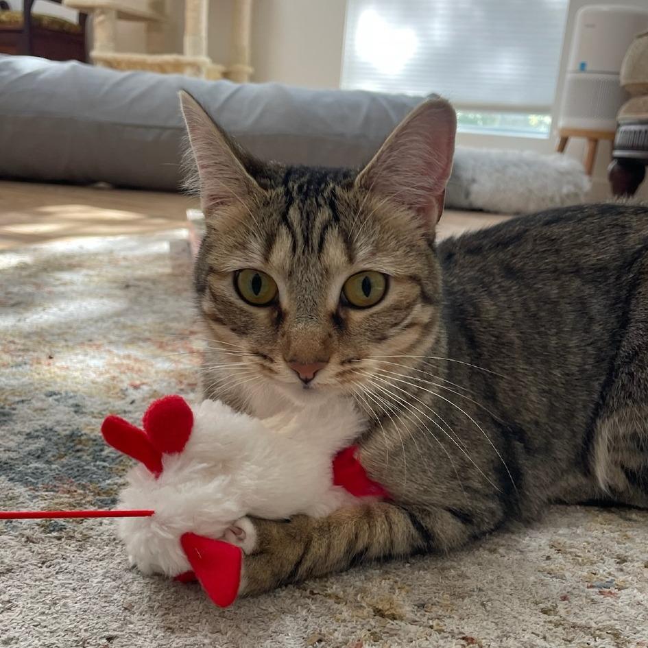 Enlarge Francesca, a Adoptable Domestic Short Hair in Houston, TX image 5/5