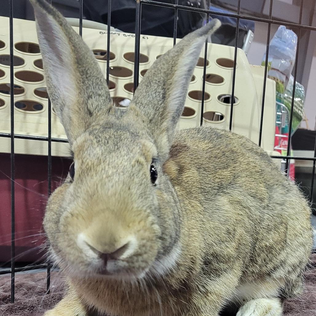 Enlarge Kal-El the SuperBun, a Adoptable American in The Woodlands, TX image 1/5