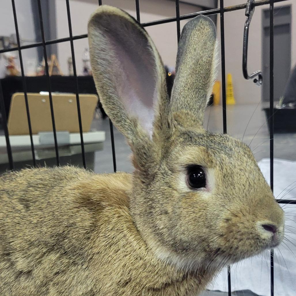 Enlarge Kal-El the SuperBun, a Adoptable American in The Woodlands, TX image 2/5