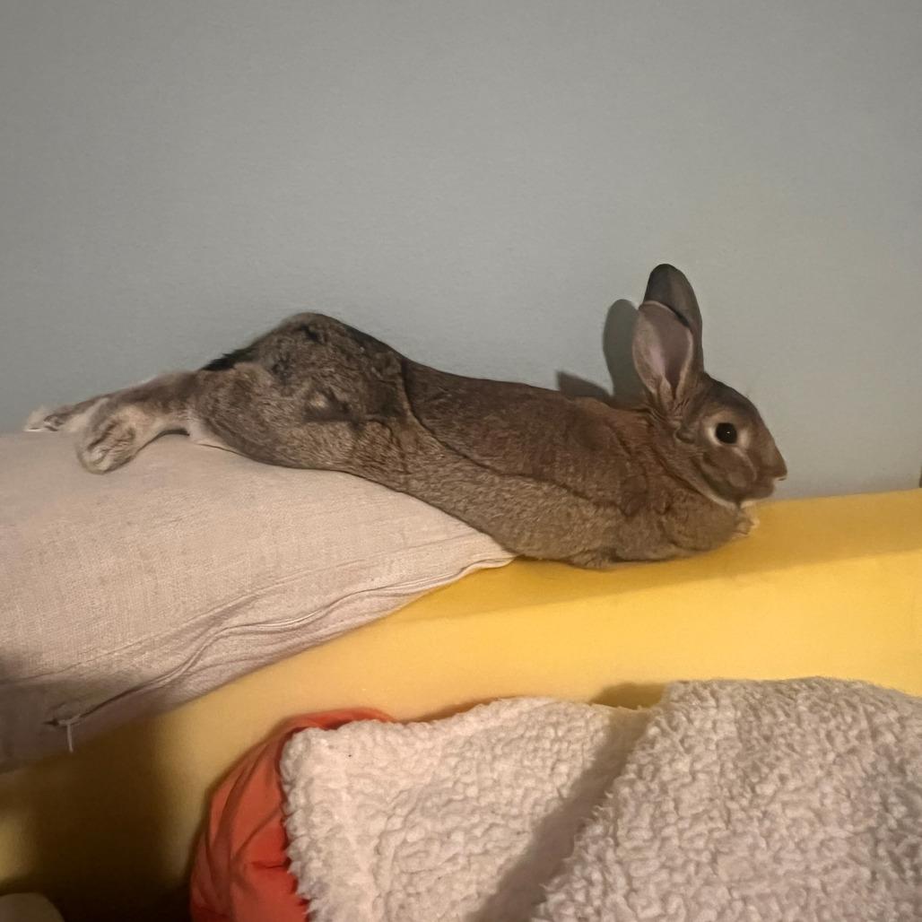 Enlarge Kal-El the SuperBun, a Adoptable American in The Woodlands, TX image 2/6