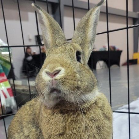Kal-El the SuperBun, Adoptable, Young Male American.