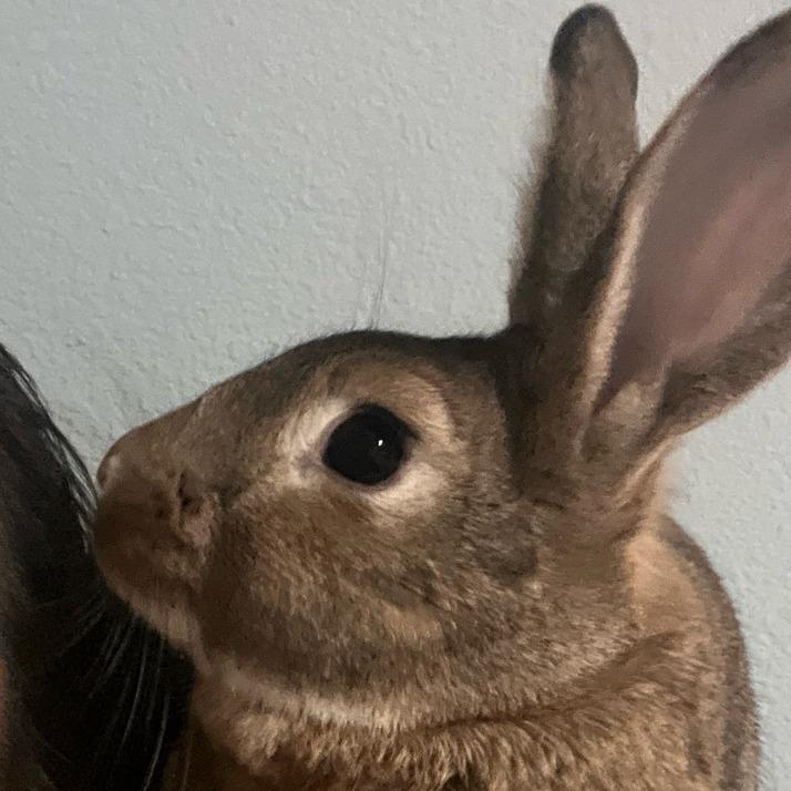 Enlarge Kal-El the SuperBun, a Adoptable American in The Woodlands, TX image 4/6