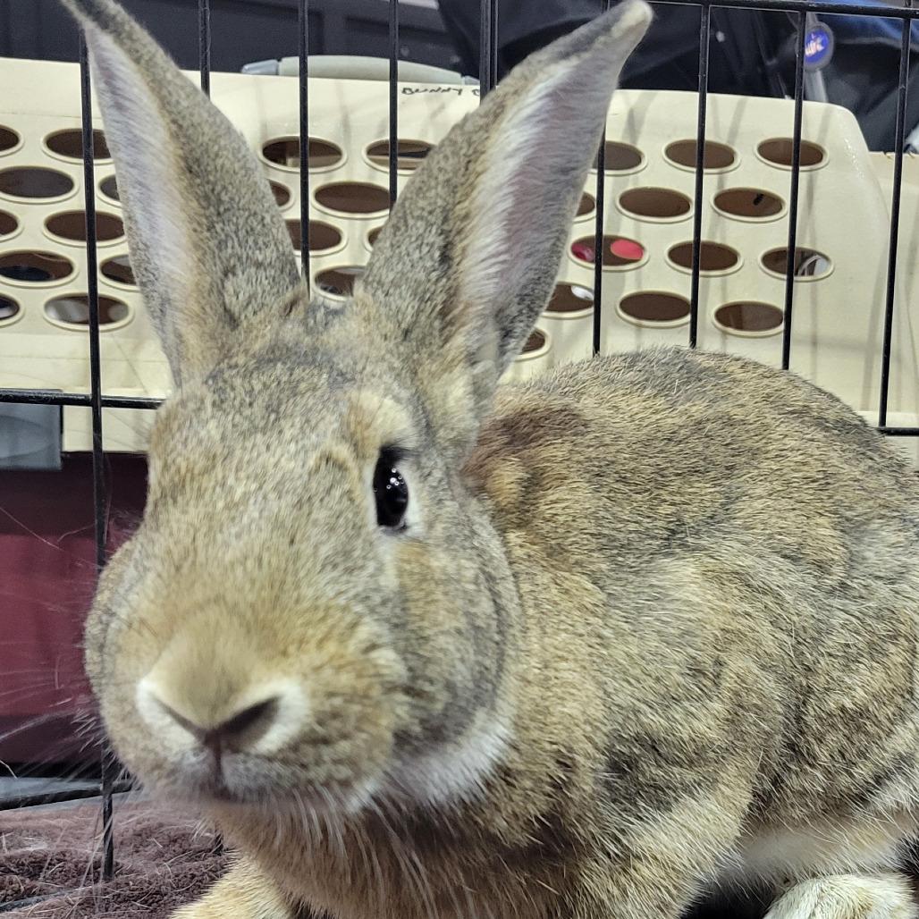 Enlarge Kal-El the SuperBun, a Adoptable American in The Woodlands, TX image 4/5