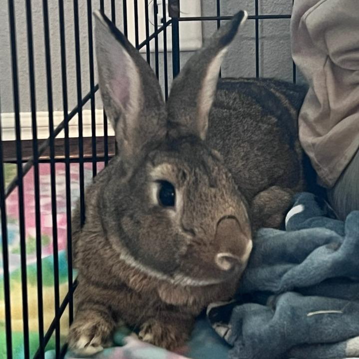 Kal-El the SuperBun, a Adoptable American in The Woodlands, TX image 5/6