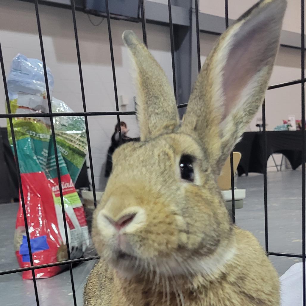 Enlarge Kal-El the SuperBun, a Adoptable American in The Woodlands, TX image 5/5