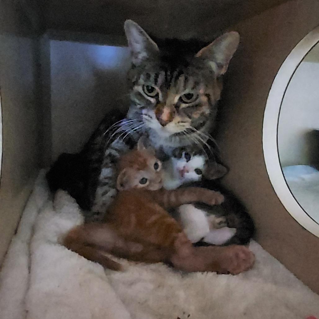 Enlarge Bella Mama, a Adoptable Domestic Short Hair in Westport, CT image 2/4