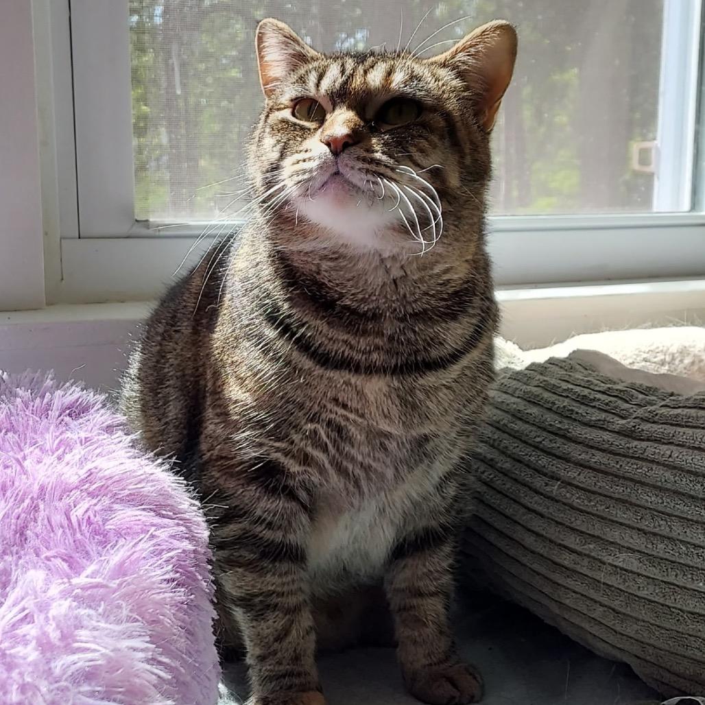 Enlarge Bella Mama, a Adoptable Domestic Short Hair in Westport, CT image 3/4