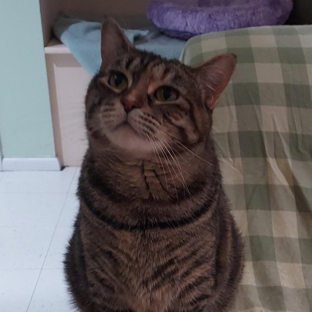 Enlarge Bella Mama, a Adoptable Domestic Short Hair in Westport, CT image 4/4