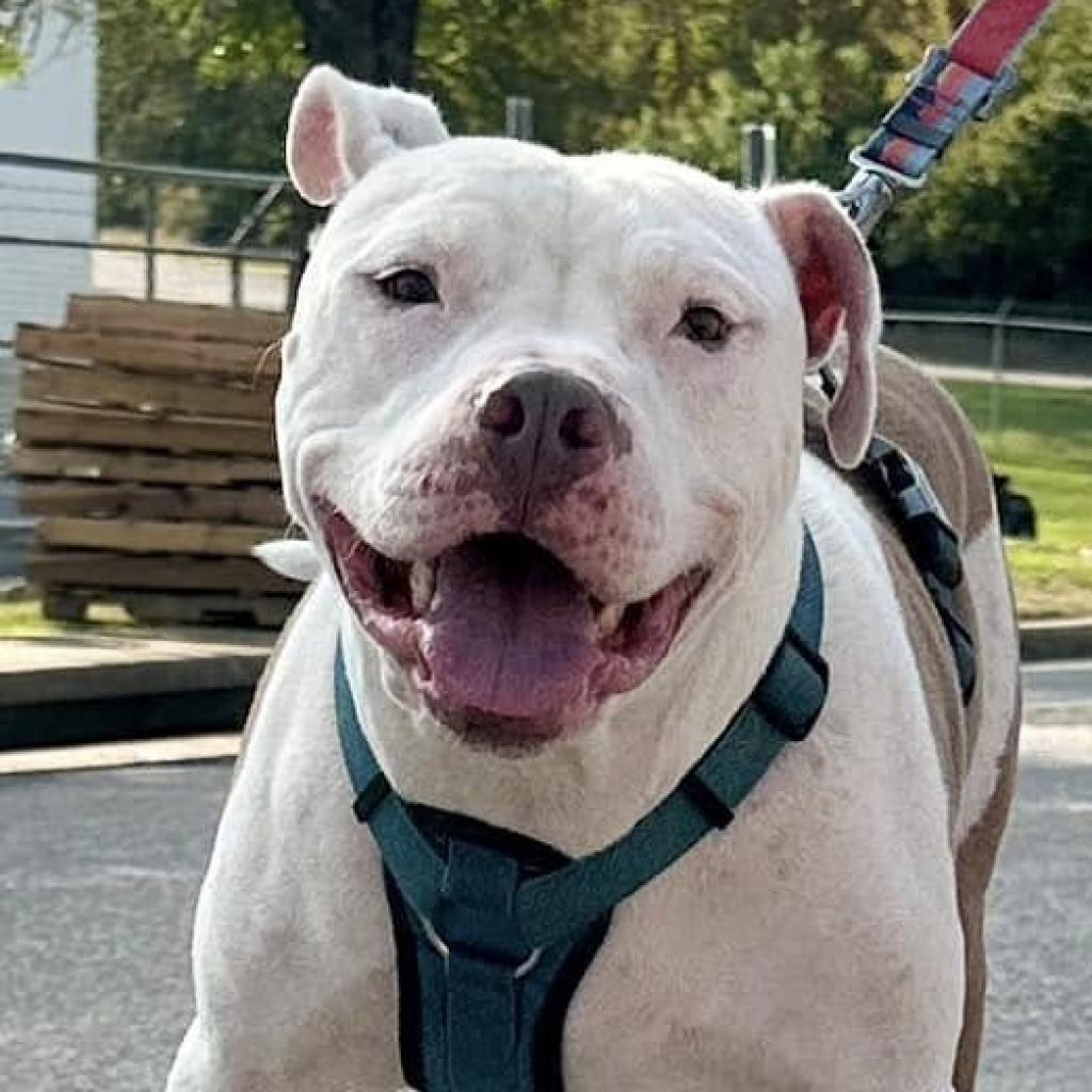 Enlarge Titan, a Adoptable mixed breed in Aledo, TX image 1/1