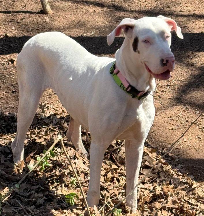 Enlarge Ursula - Special Needs, an adopted Great Dane in Larkspur, CO image 1/4