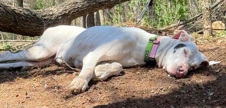 Enlarge Ursula - Special Needs, an adopted Great Dane in Larkspur, CO image 2/4