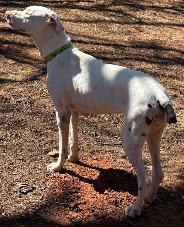 Enlarge Ursula - Special Needs, an adopted Great Dane in Larkspur, CO image 4/4