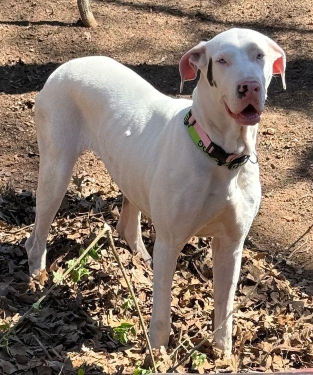 Enlarge Ursula - Special Needs, an adopted Great Dane in Larkspur, CO image 3/4