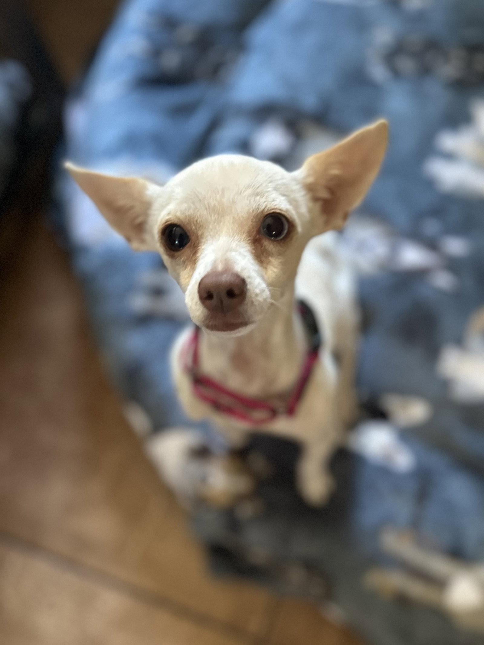 Blanca, Adopted, Adult Female Chihuahua.