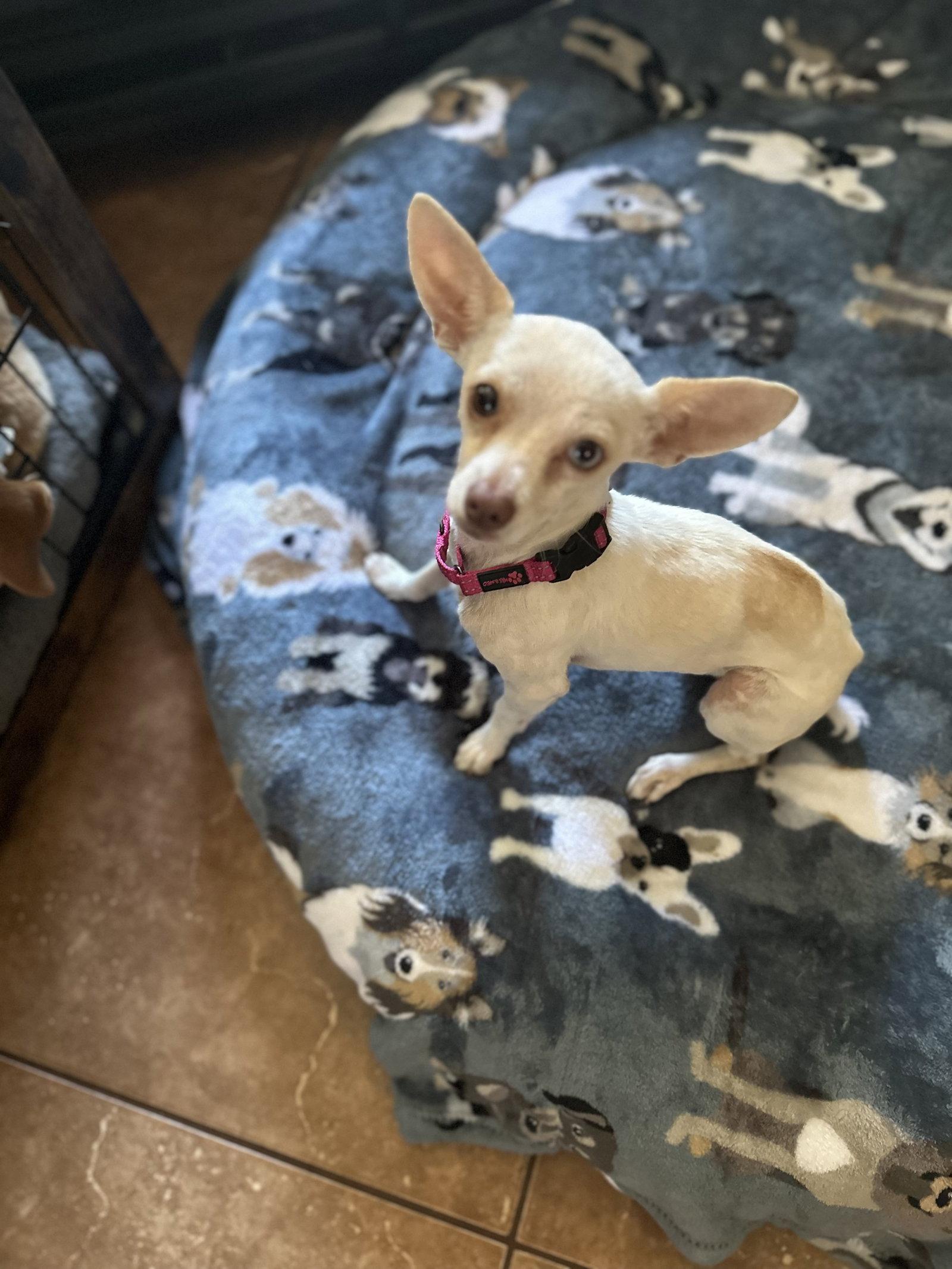 Enlarge Blanca, a Adopted Chihuahua in Polson, MT image 2/2