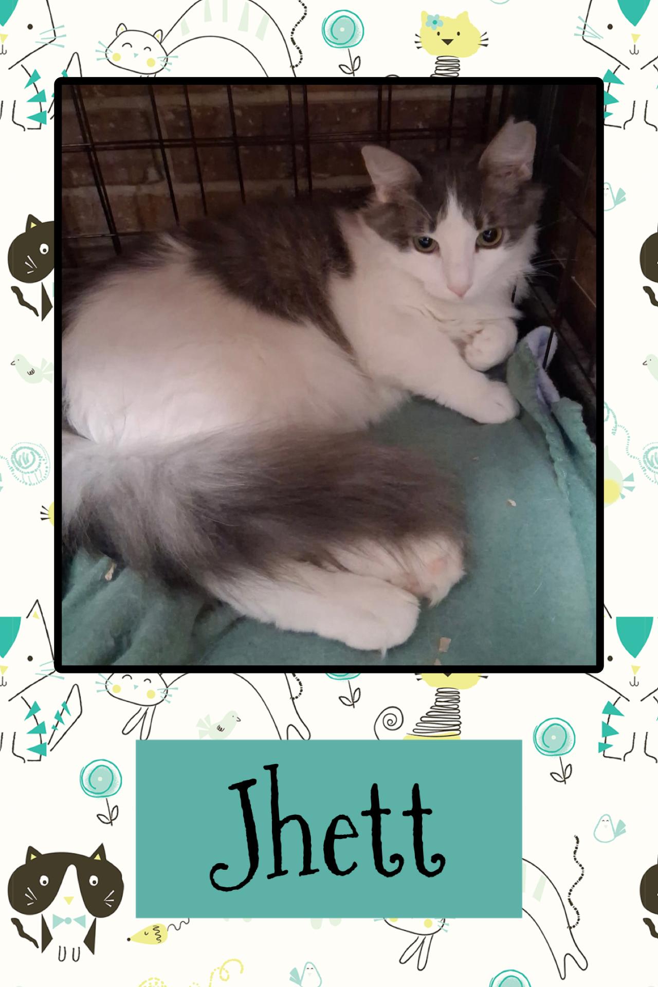 Jett, ADOPTABLE, Young Male Domestic Long Hair.