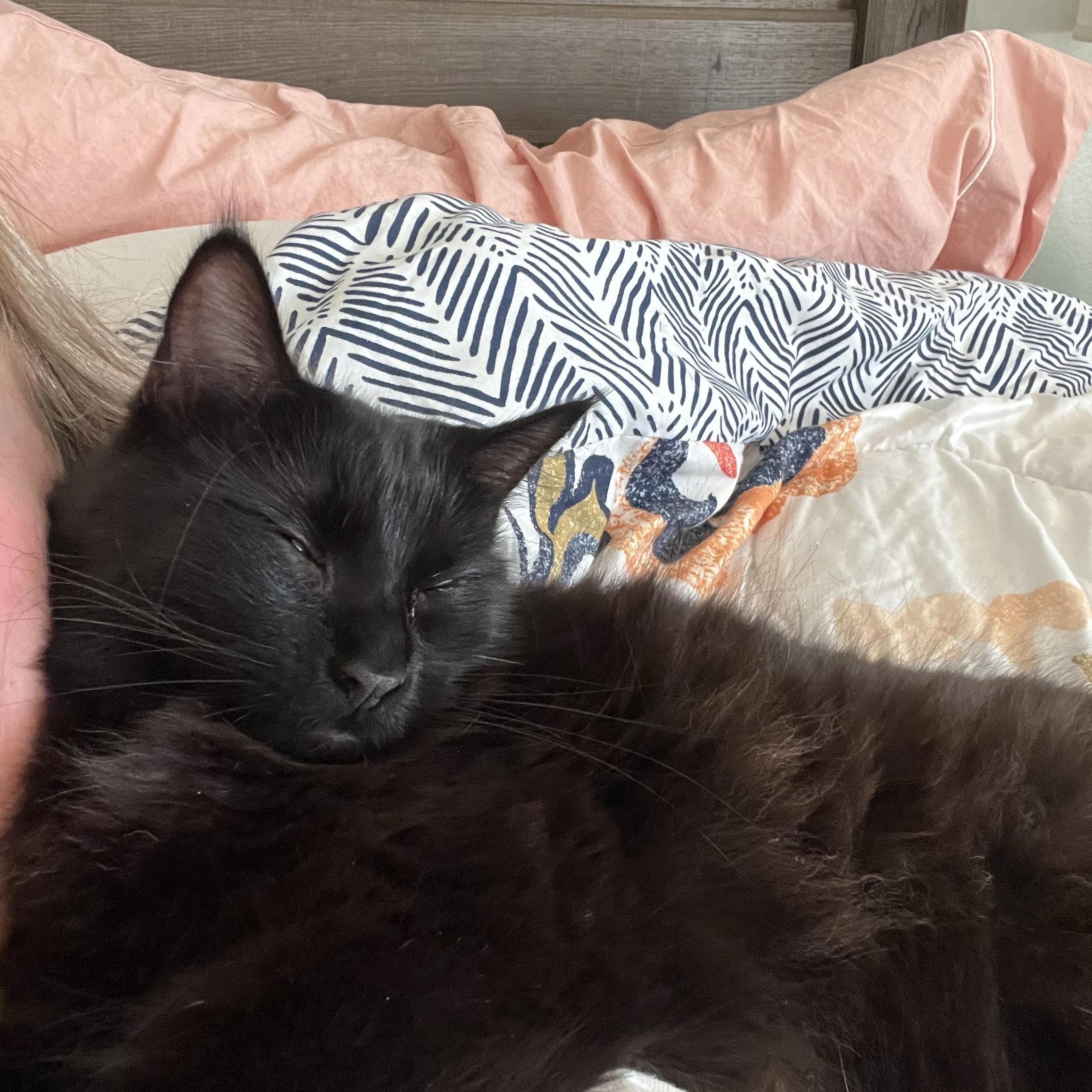 Tito, a Adoptable Domestic Medium Hair in Springtown, TX image 1/5