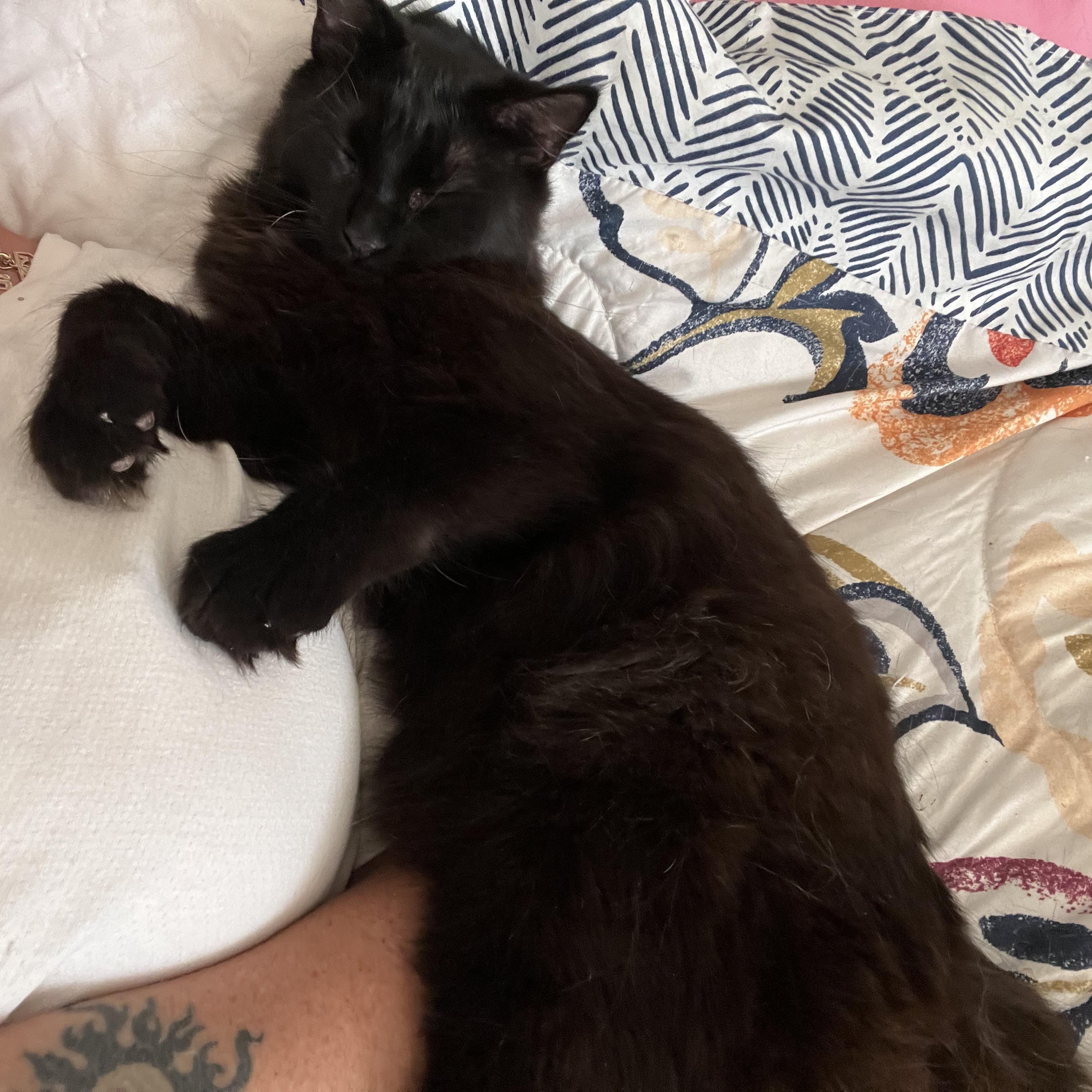 Tito, a Adoptable Domestic Medium Hair in Springtown, TX image 2/5