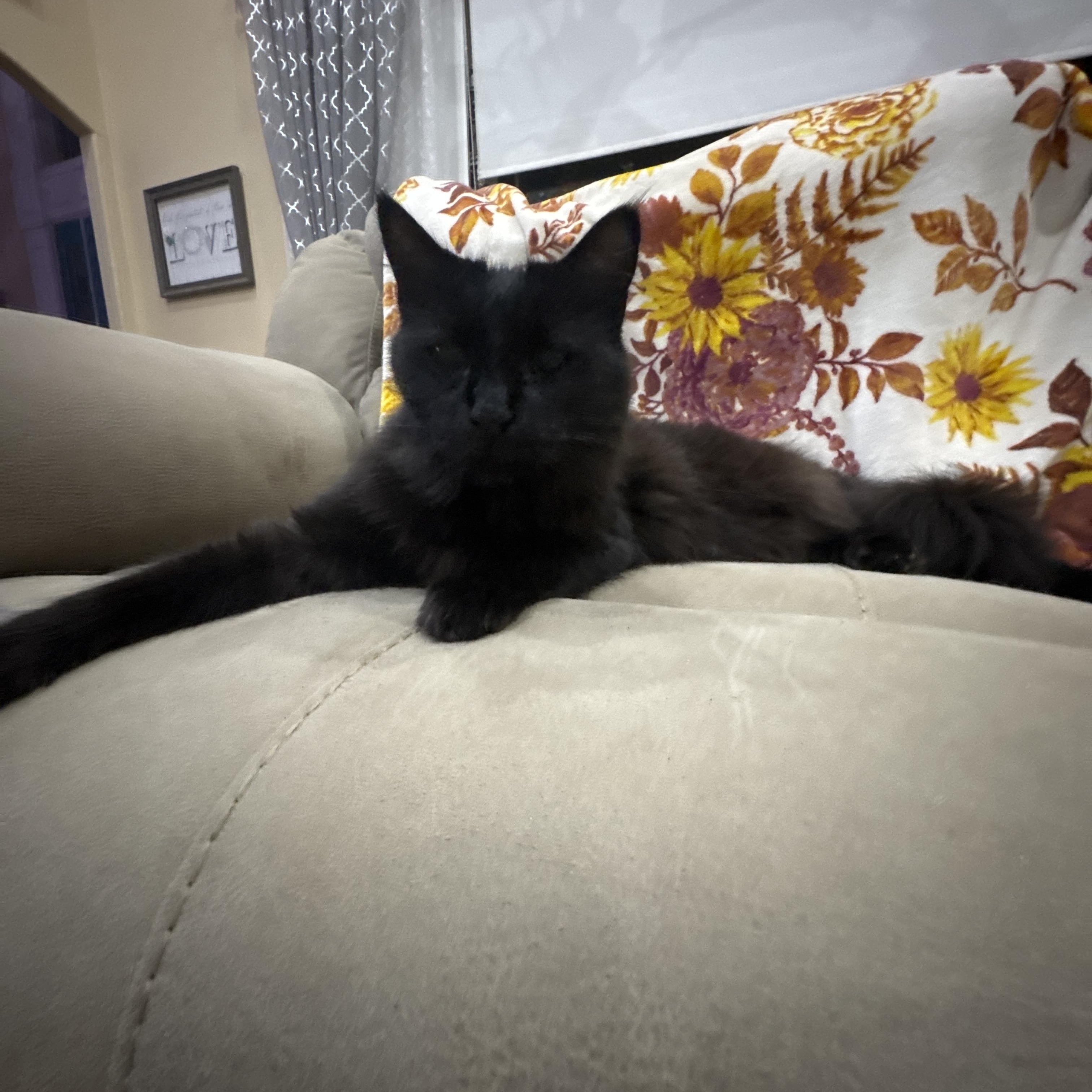 Tito, a Adoptable Domestic Medium Hair in Springtown, TX image 3/5