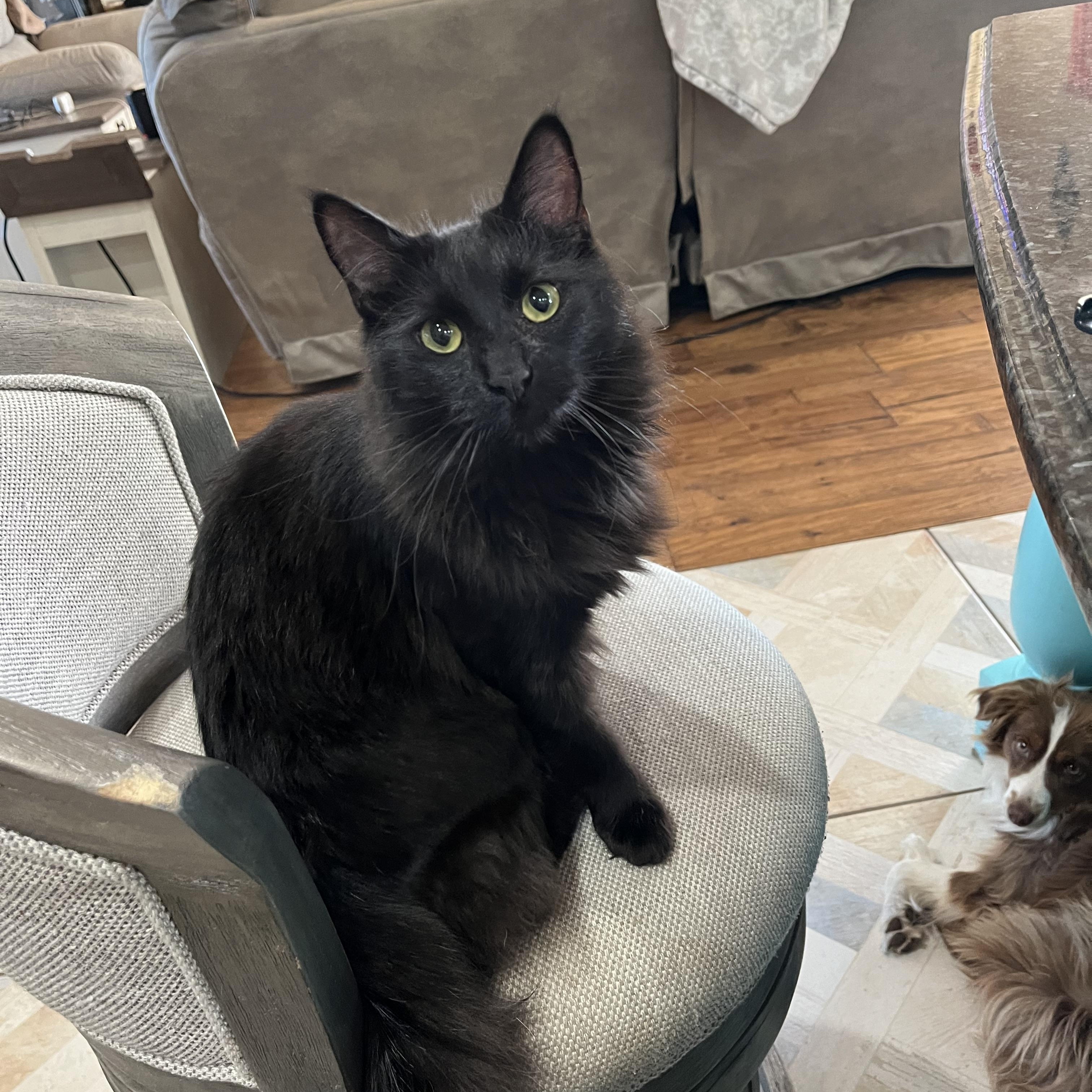 Tito, a Adoptable Domestic Medium Hair in Springtown, TX image 4/5