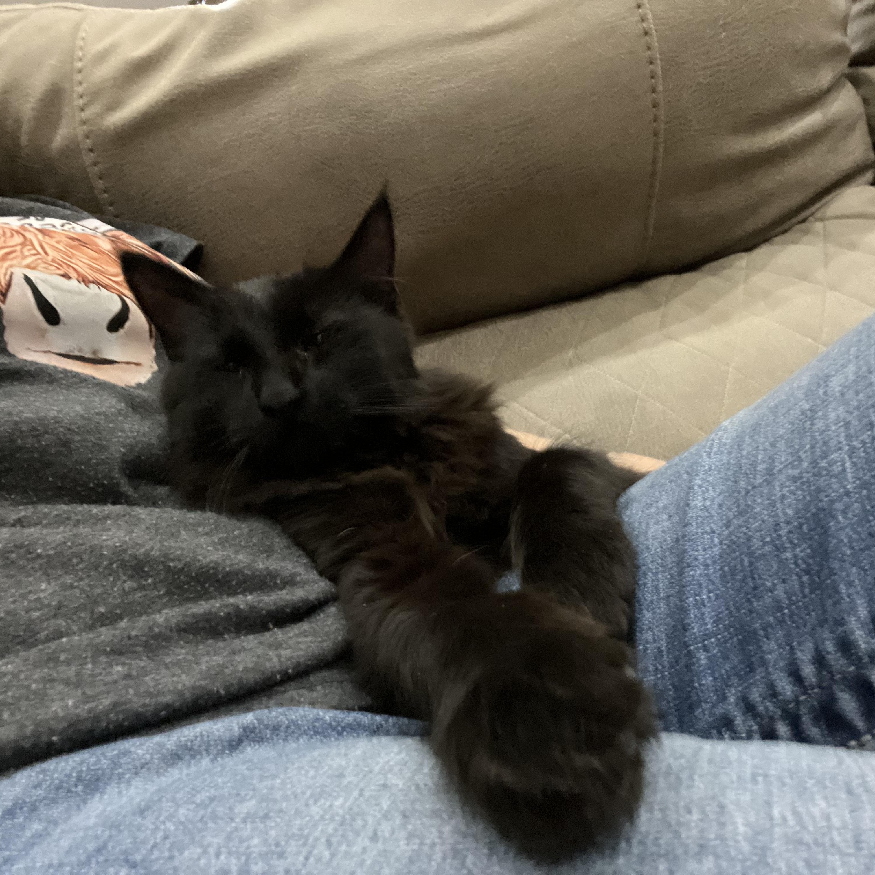 Tito, a Adoptable Domestic Medium Hair in Springtown, TX image 5/5