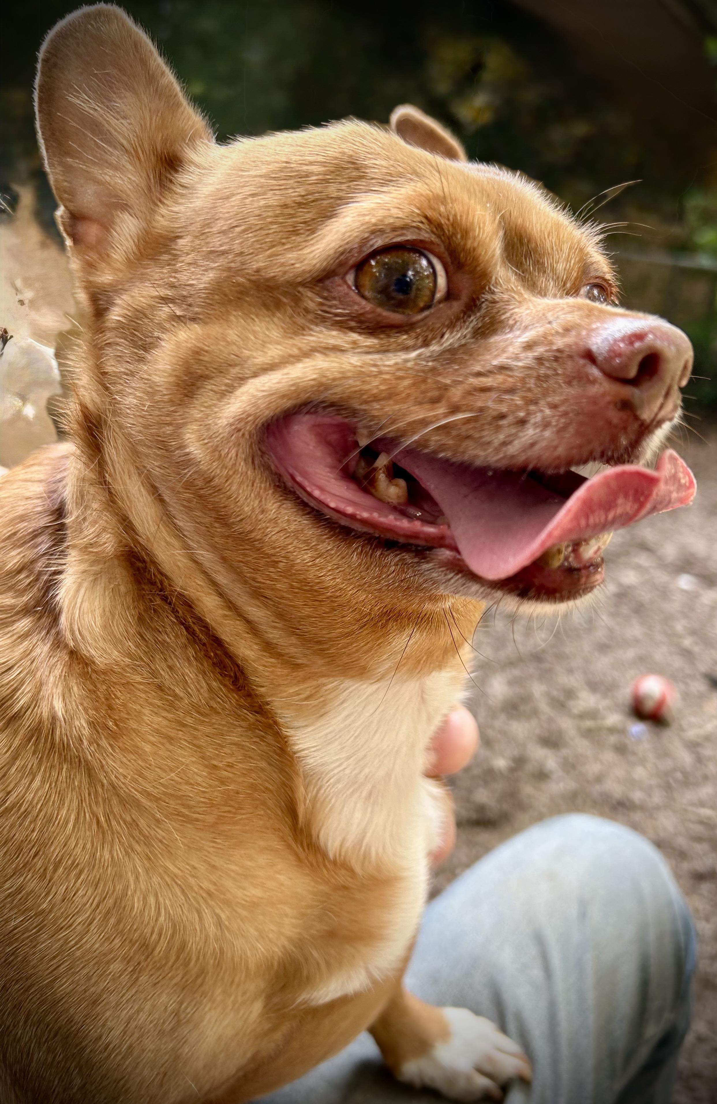 Lulu