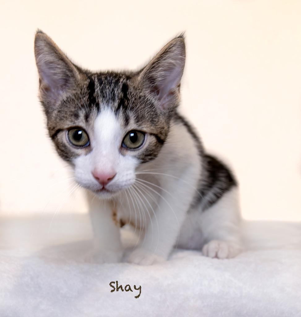 Shay, Adoptable, Kitten Male Domestic Short Hair.