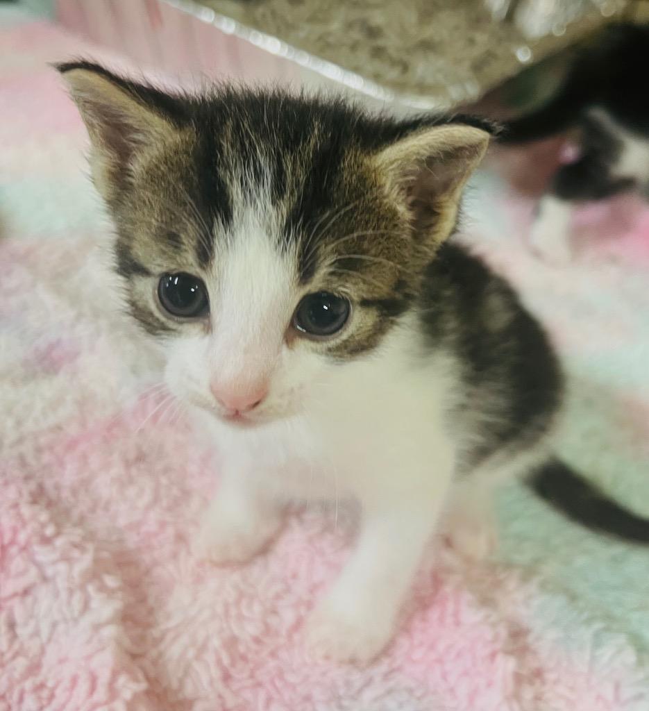 Enlarge Shay, a Adoptable mixed breed in Hot Springs Village, AR image 2/4