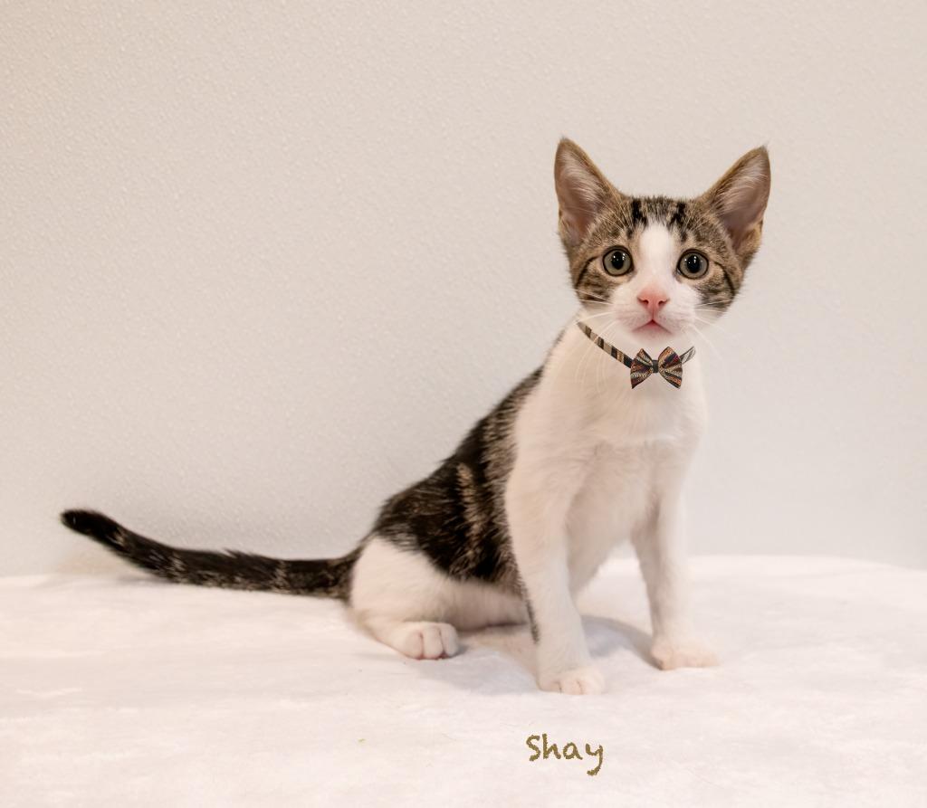 Enlarge Shay, a Adoptable mixed breed in Hot Springs Village, AR image 3/4
