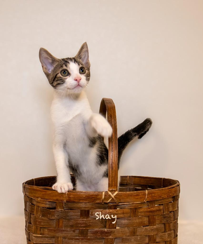 Enlarge Shay, a Adoptable mixed breed in Hot Springs Village, AR image 4/4