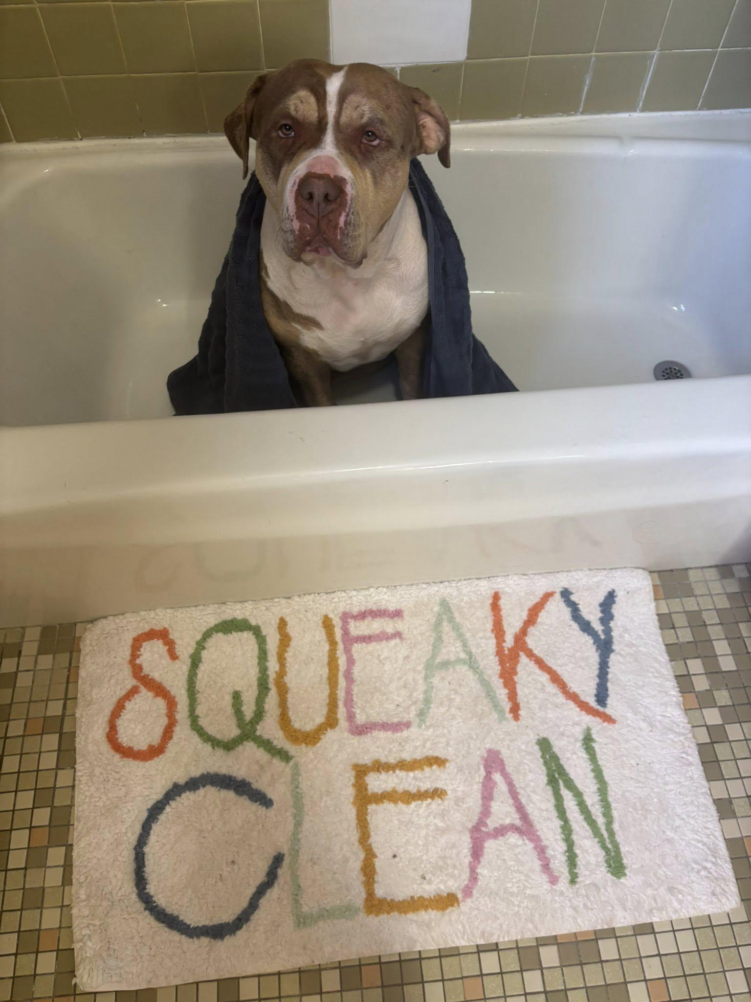 Marley, Adoptable, Adult Female American Staffordshire Terrier.