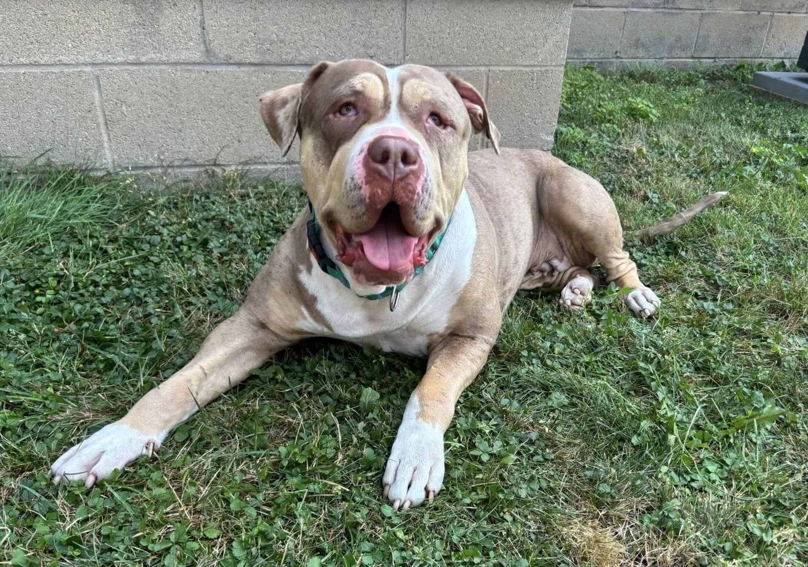 Enlarge Marley, a Adoptable American Staffordshire Terrier in Rochester, NY image 1/3